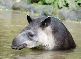 Tapir. (INECC)