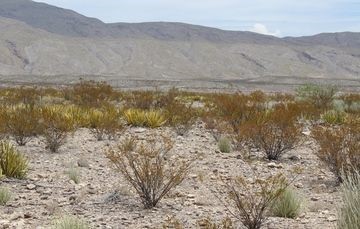 Manejo de candelilla en el semidesierto. (Especial)