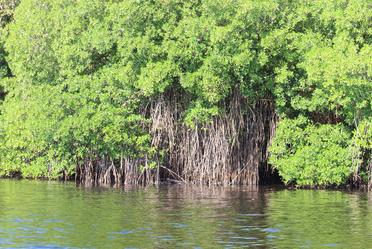 Manglar. (CONAFOR)