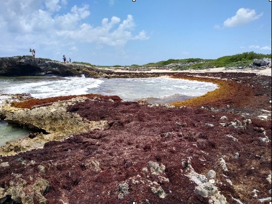 Imagen 3. Sargazo en descomposición