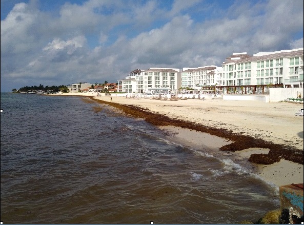 Imagen 4. Sargazo en Playa del Carmen.