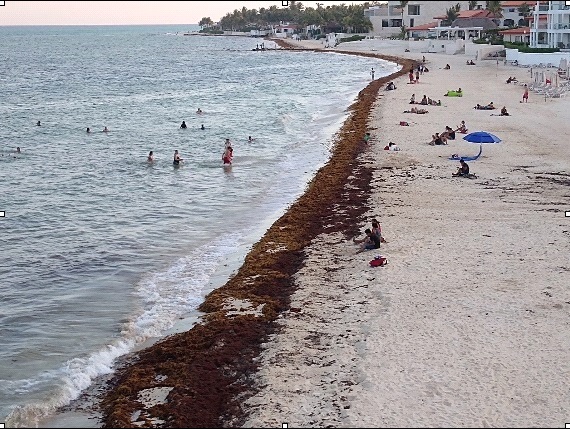 Imagen 5. Otro aspecto de la afectación por Sargazo en Playa del Carmen