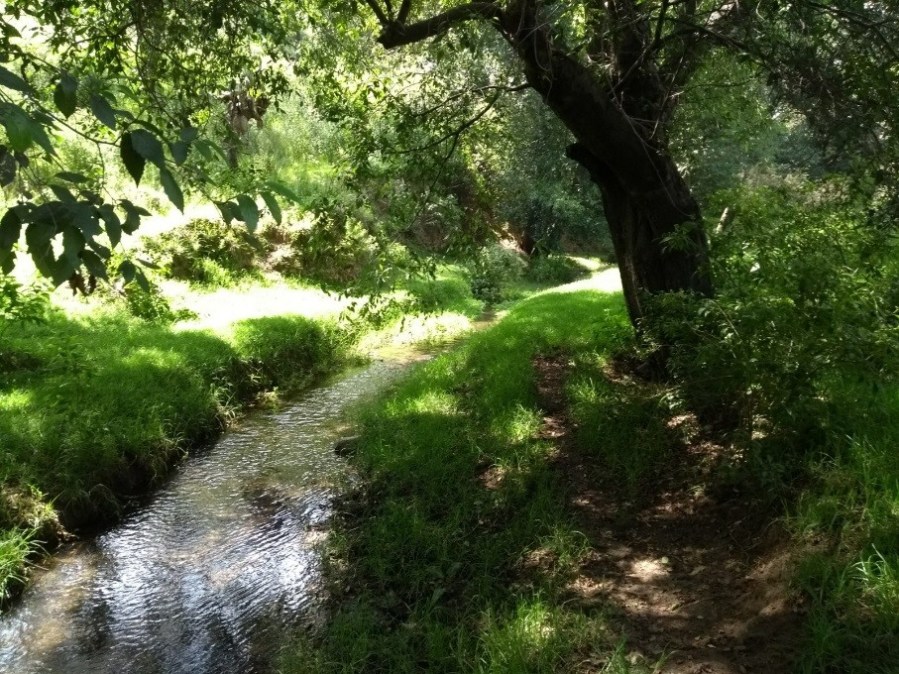 Bosque, agua, paisaje, en Texcoco, México. (Foto: JJARR)
