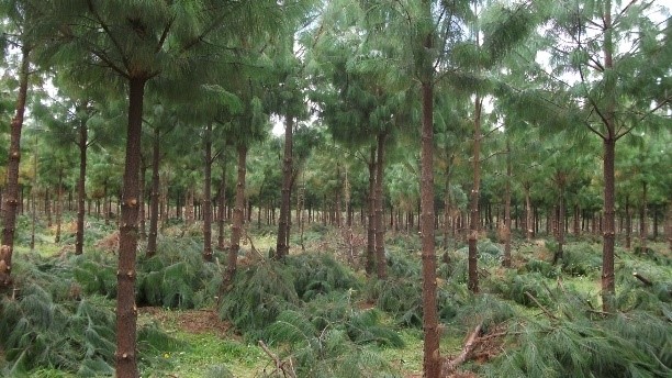 Plantaciones forestales comerciales (Foto: JJARR)