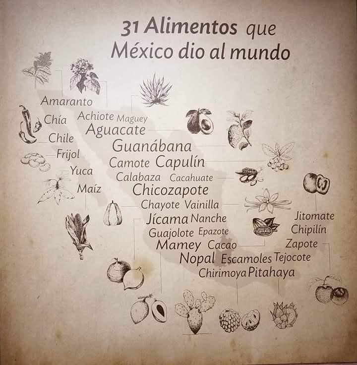 Imagen 1. Francisca Acevedo Grossman (CONABIO)