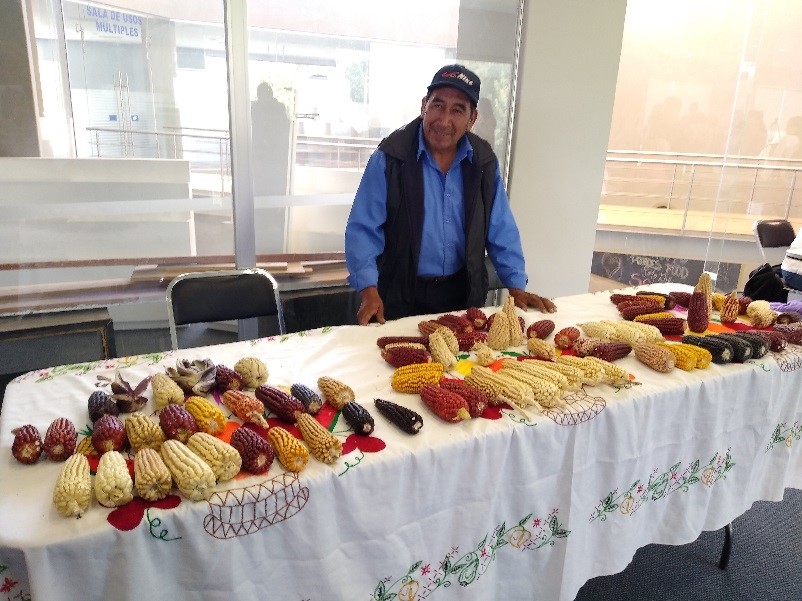 Imagen 2. Algunas razas de maíces nativos. productor de Tlaxcala