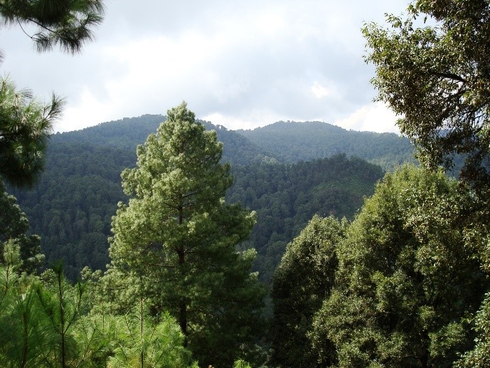 Imagen 2. Bosques, factores determinantes en la mitigación del cambio climático. (JJARR)