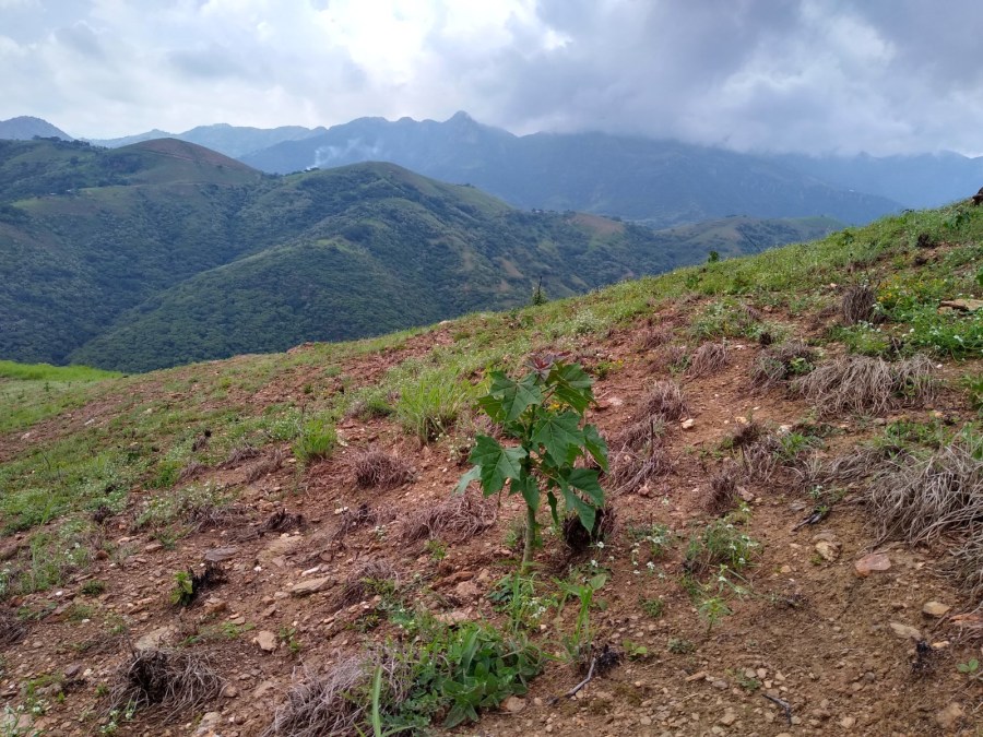 Los trabajos de reforestación se vuelven indispensables. (JJARR)