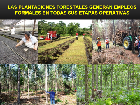 Fuente: Situación actual y perspectivas de las plantaciones forestales comerciales en México, Saúl Benjamín Monreal Rangel. Enero 2020.
