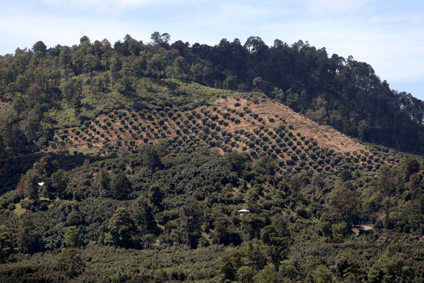 World Economic Forum. “El aguacate: el oro verde que provoca estragos ambientales. Una hectárea de aguacate con 156 árboles, consume 1.6 veces más agua que un bosque con 677 árboles por hectárea”.  Fuente: Reportaje LA TIMES