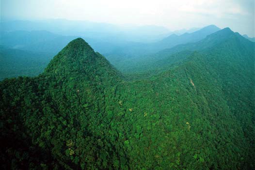 Selva de los Chimalapas. (Información pública)